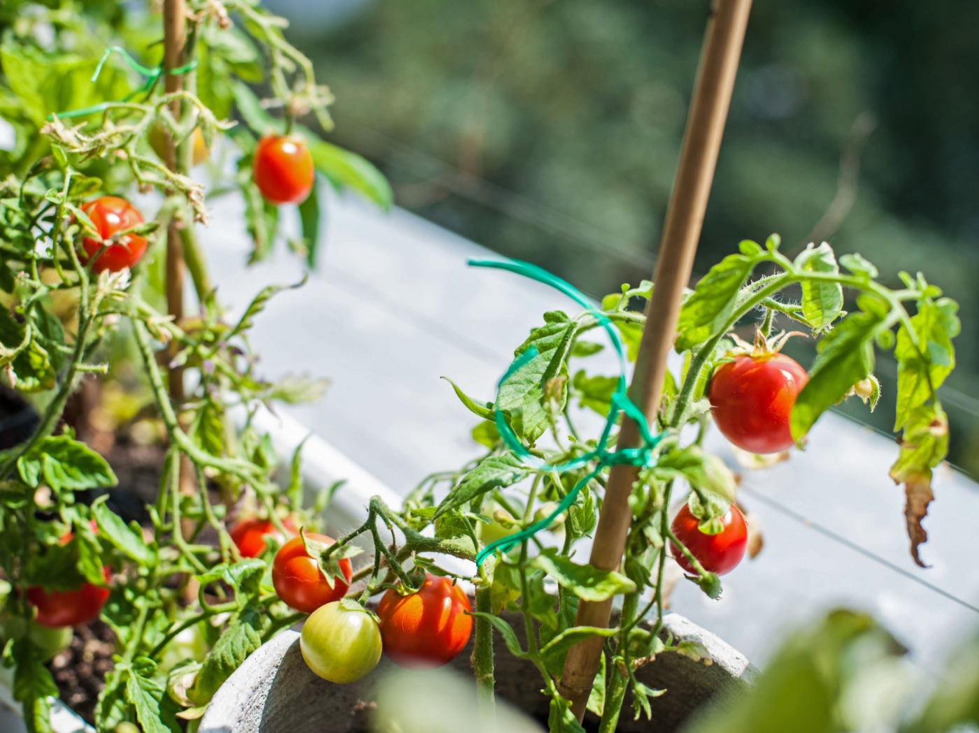 Tomatenpflanze am Balkon