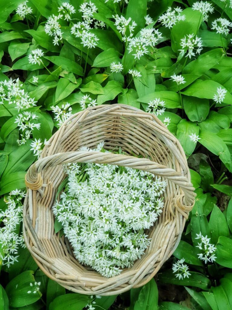 Bärlauchblüten im Korb