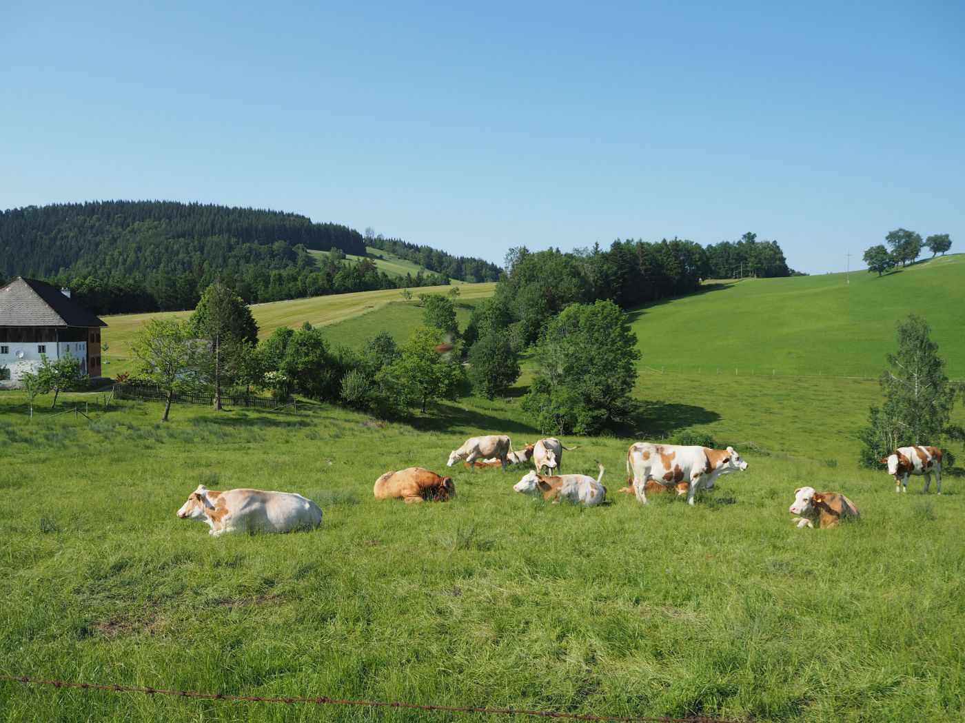 Kühe auf der Weide