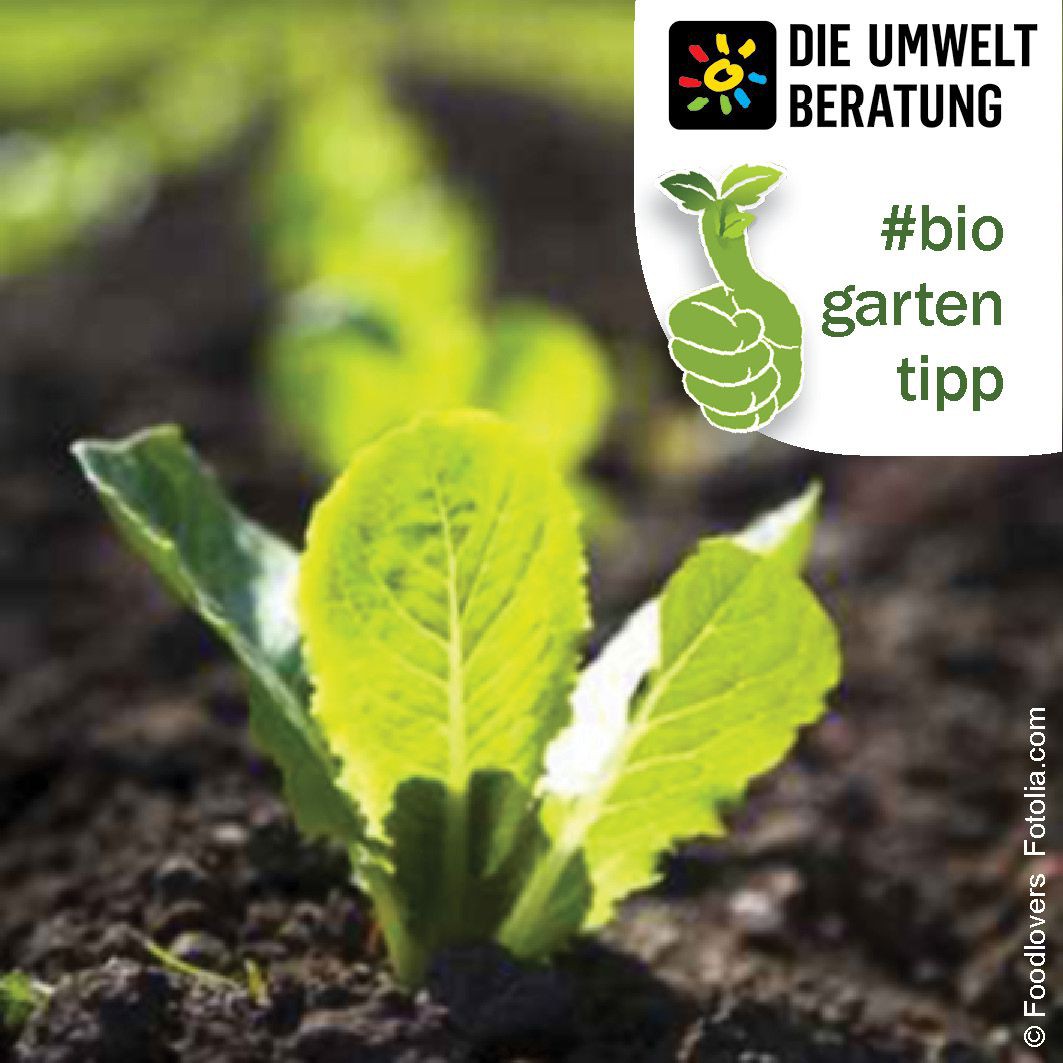 Biogartentipp Auspflanzen