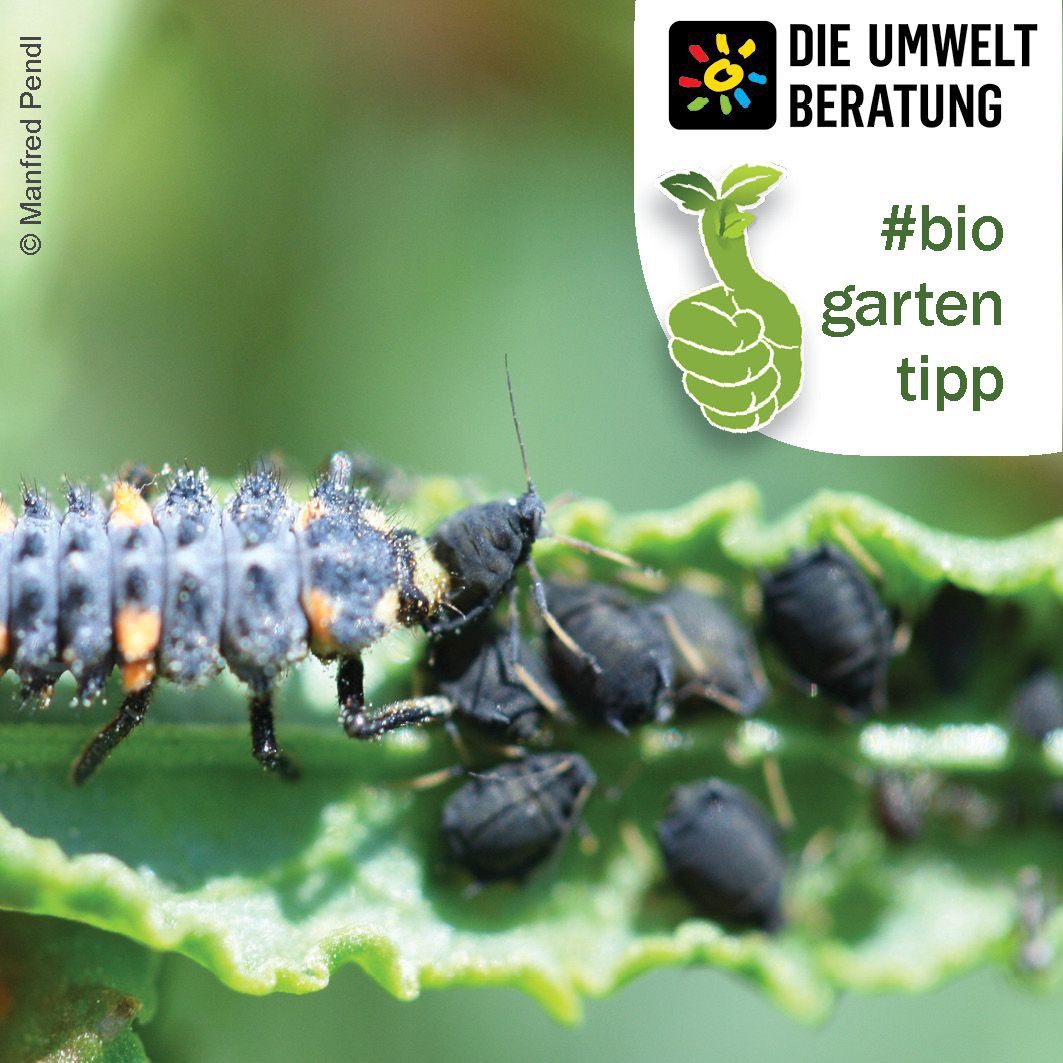 Biogartentipp Marienkäferlarve frisst Blattläuse