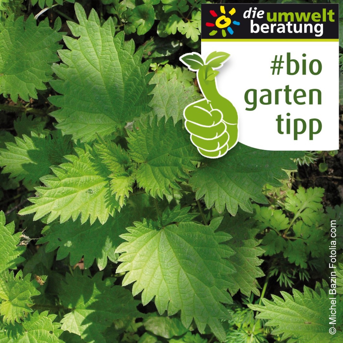 biogartentipp_03_brennessel