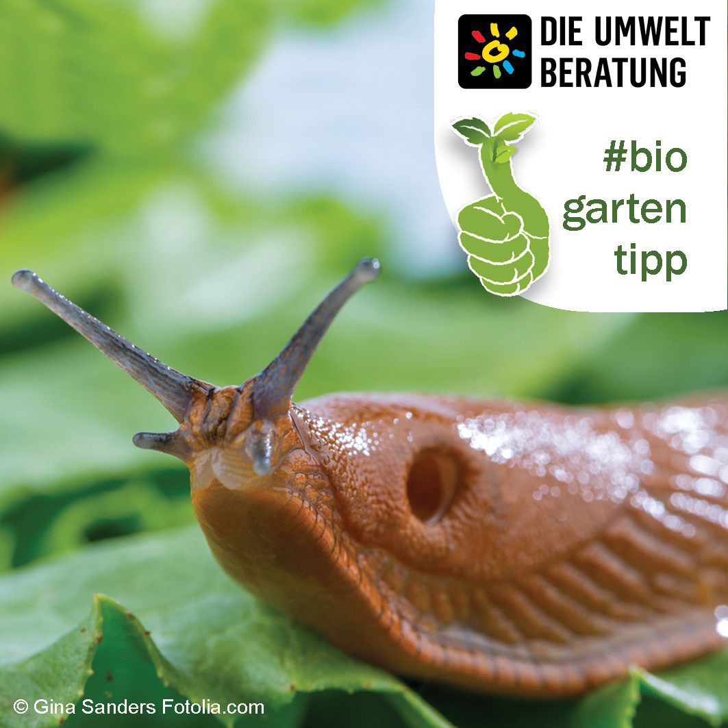 Biogartentipp Nacktschnecke