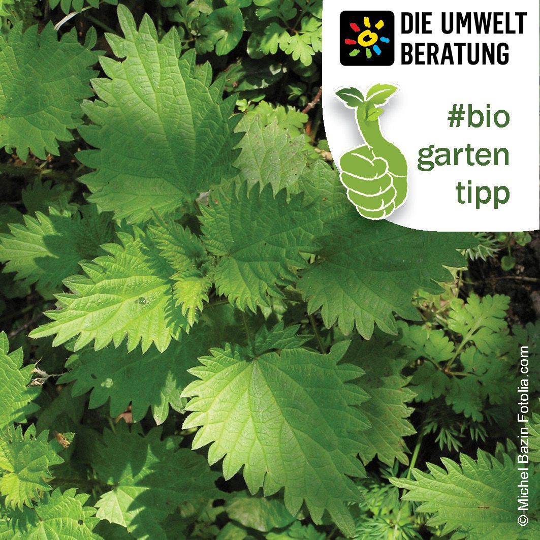 Biogartentipp Brennnesseln