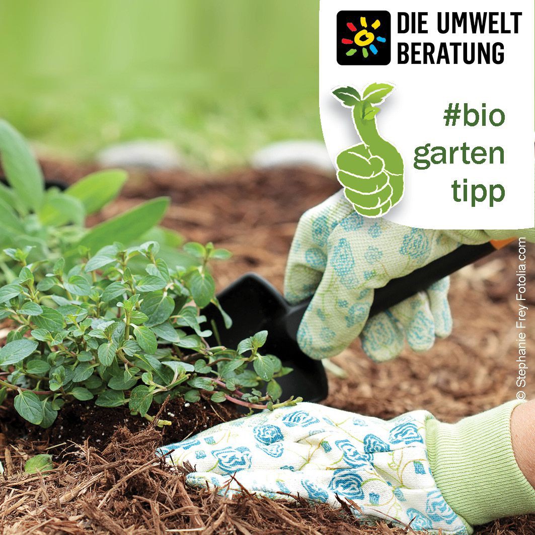 Biogartentipp Mulchen