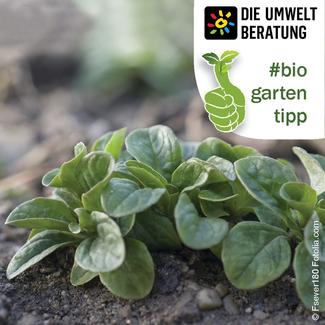 Biogartentipp Vogerlsalat