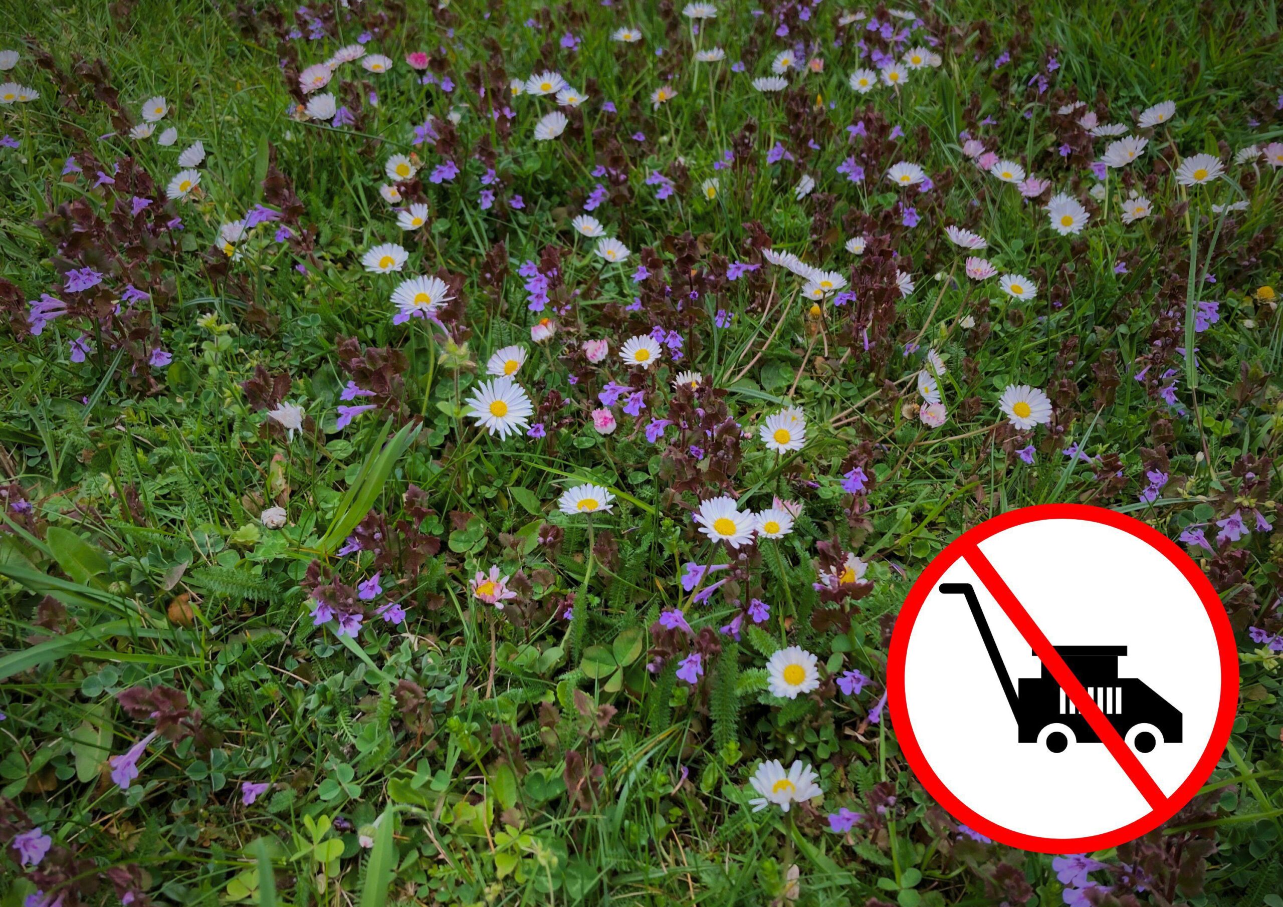 Blumenrasen mit verschiedenen Blüten