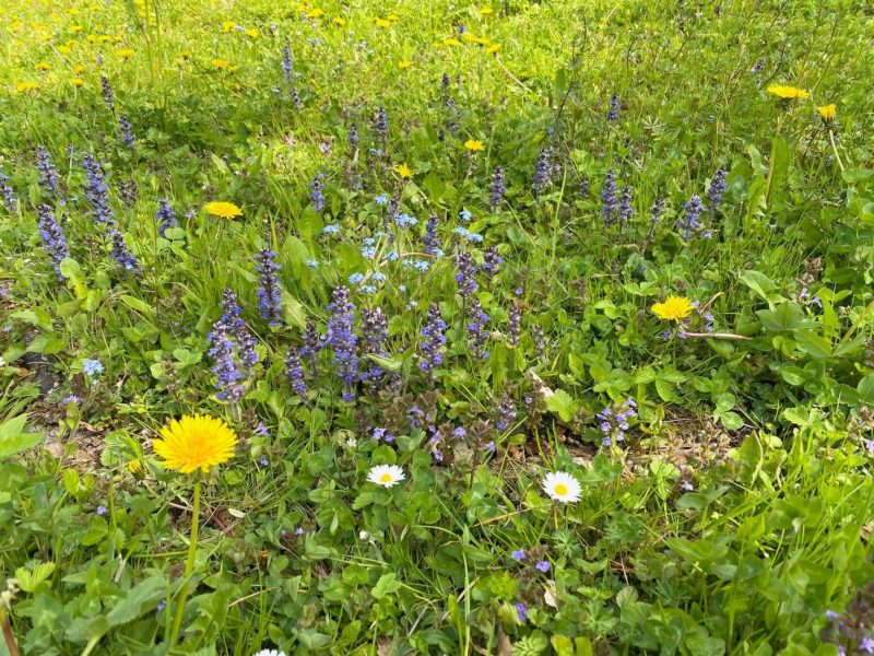 Blumenrasen