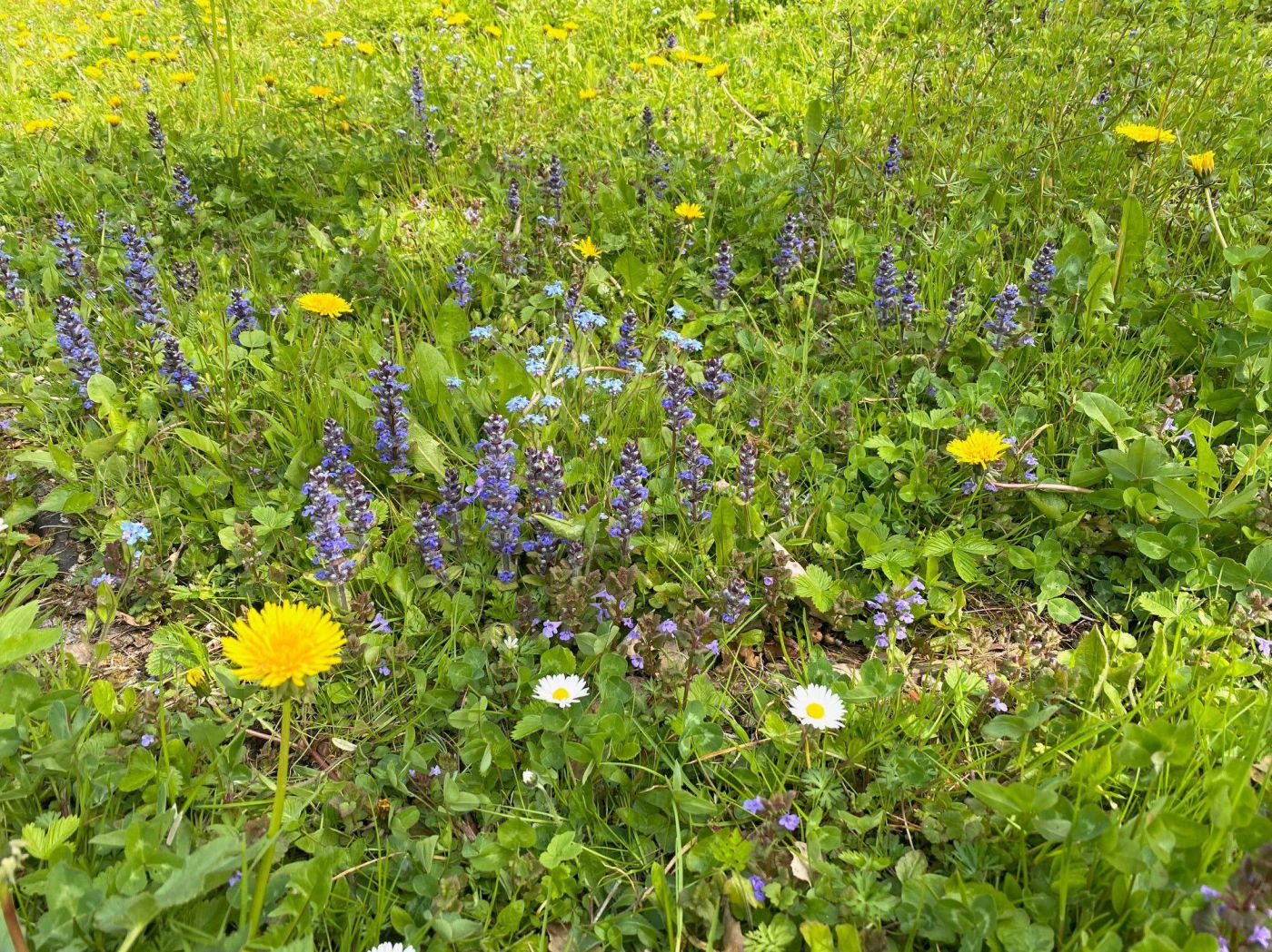 Blumenrasen