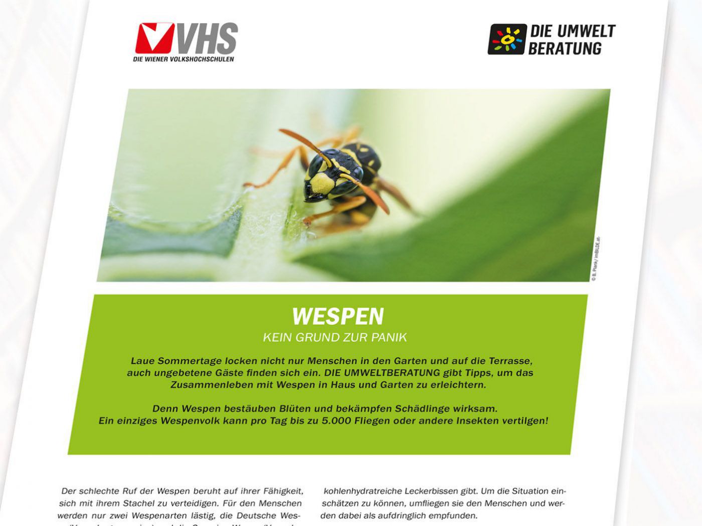 Cover des Wespeninfoblattes