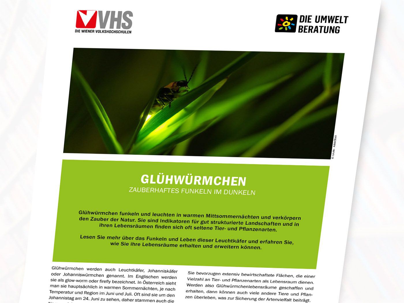 Cover des Infoblattes Glühwürmchen