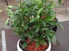 Ficus