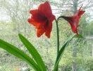 hippeastrum