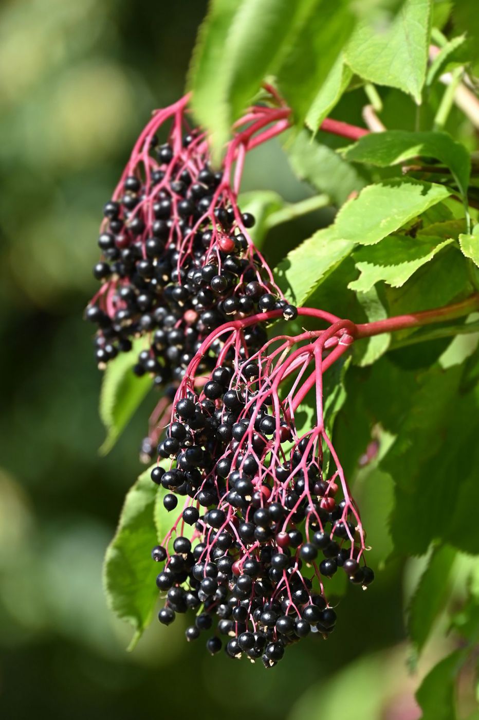 Holunderbeeren