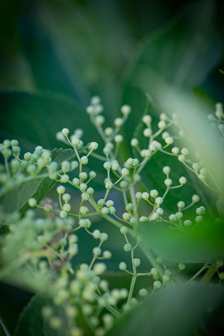 Holunderblüten