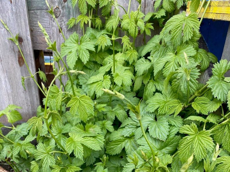 Hopfen