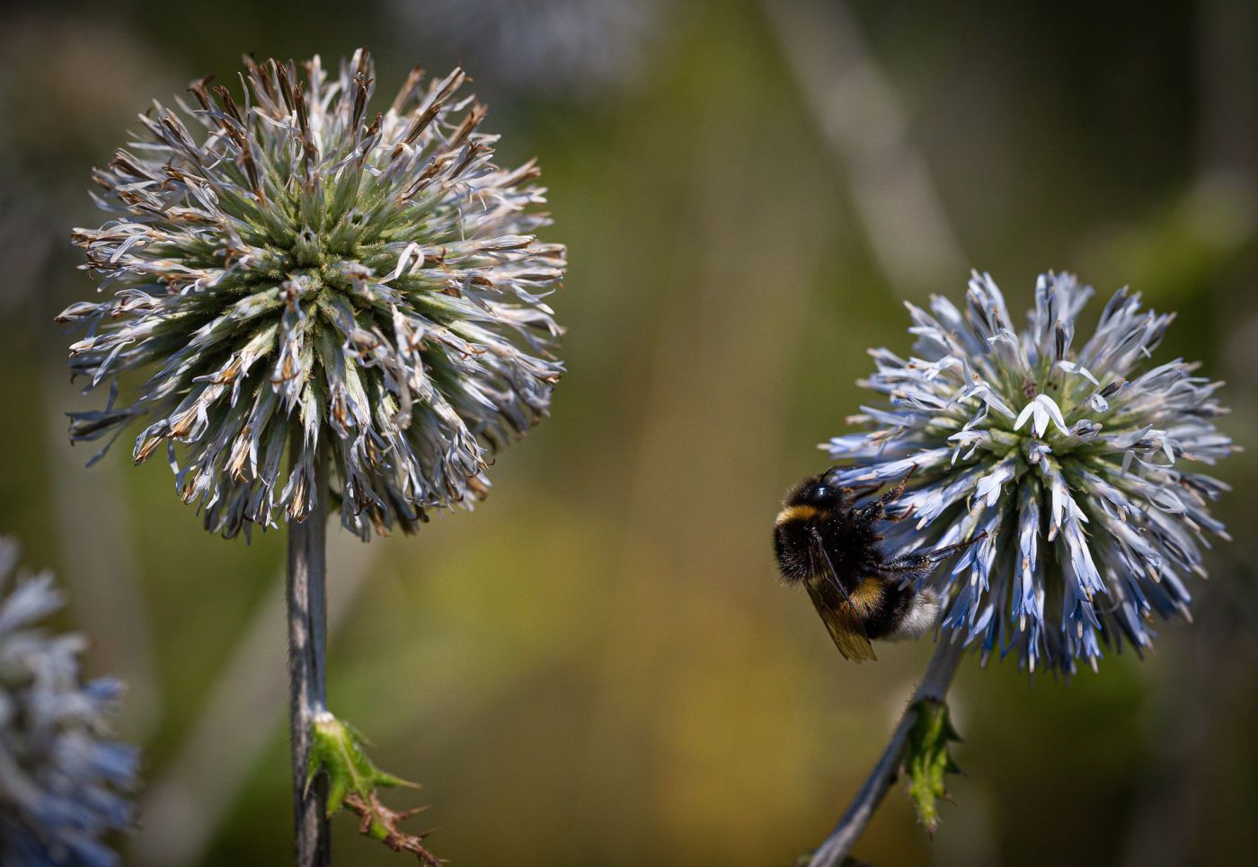 Zwei runde Blüten und eine Hummel