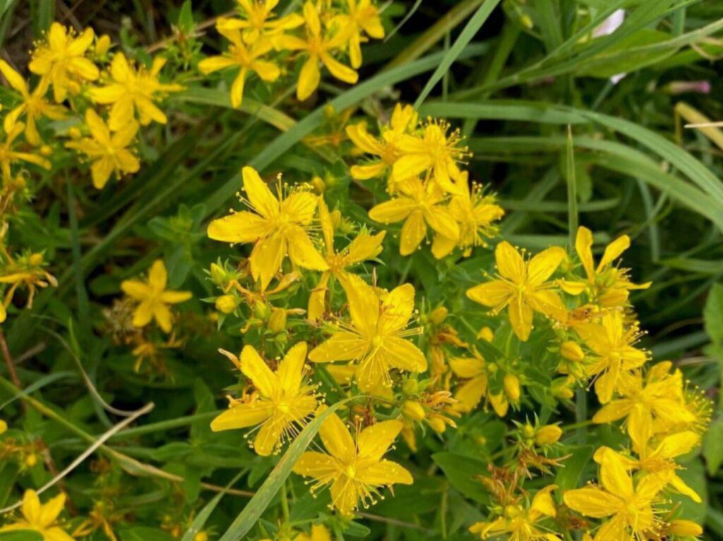 die gelben Blüten des Johanniskraut
