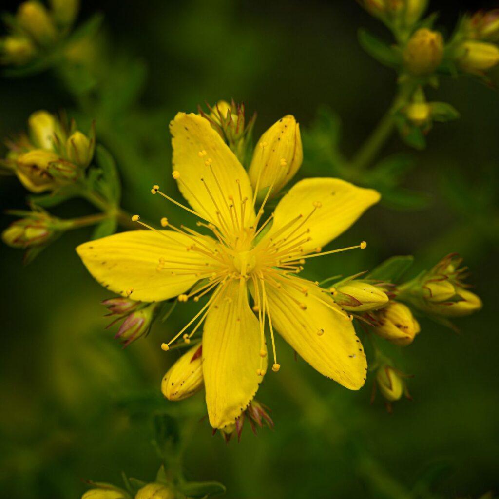 Blüte des Johanniskraut