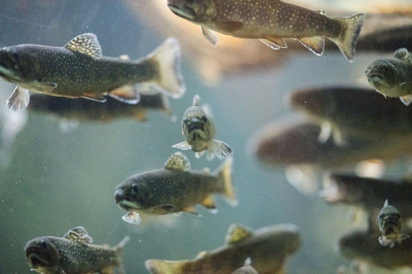 Fische im Wasser