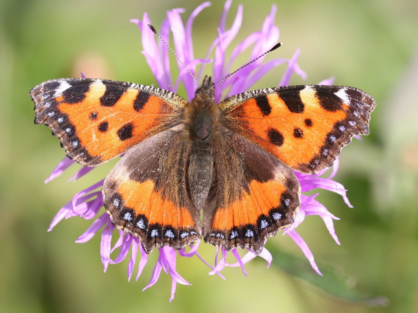 Schmetterling auf violetter Blüte