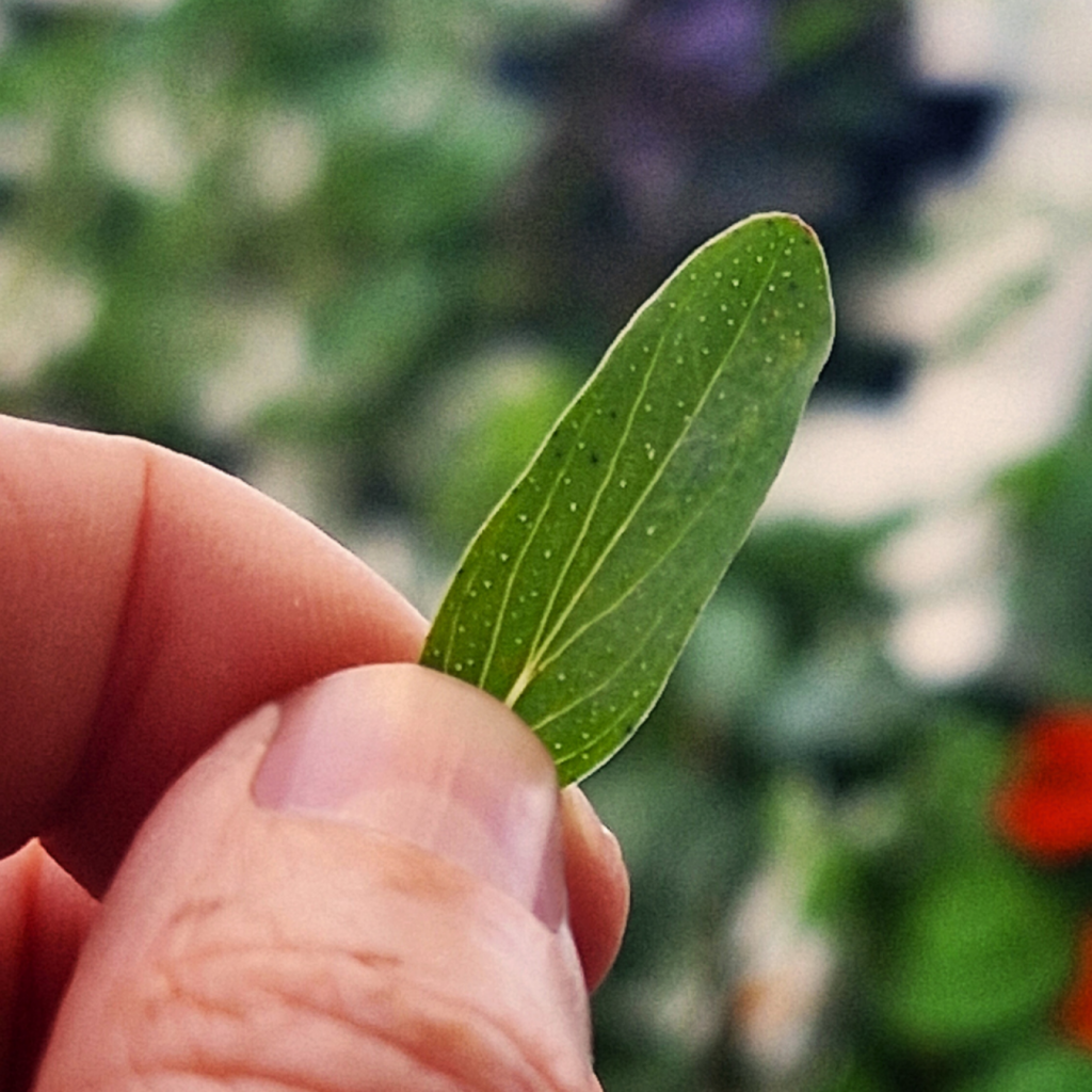 Johanniskraut-Blatt mit Perforierungen