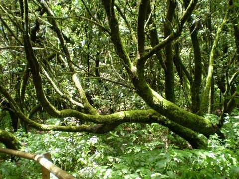 Lorbeer Regenwald