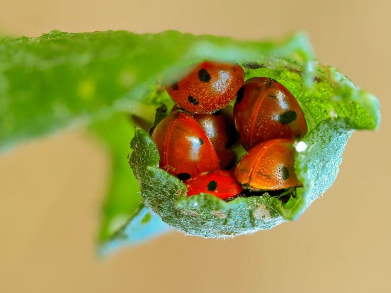 Mehrere Marienkäfer kuscheln sich in einem eingerollten Blatt zusammen.