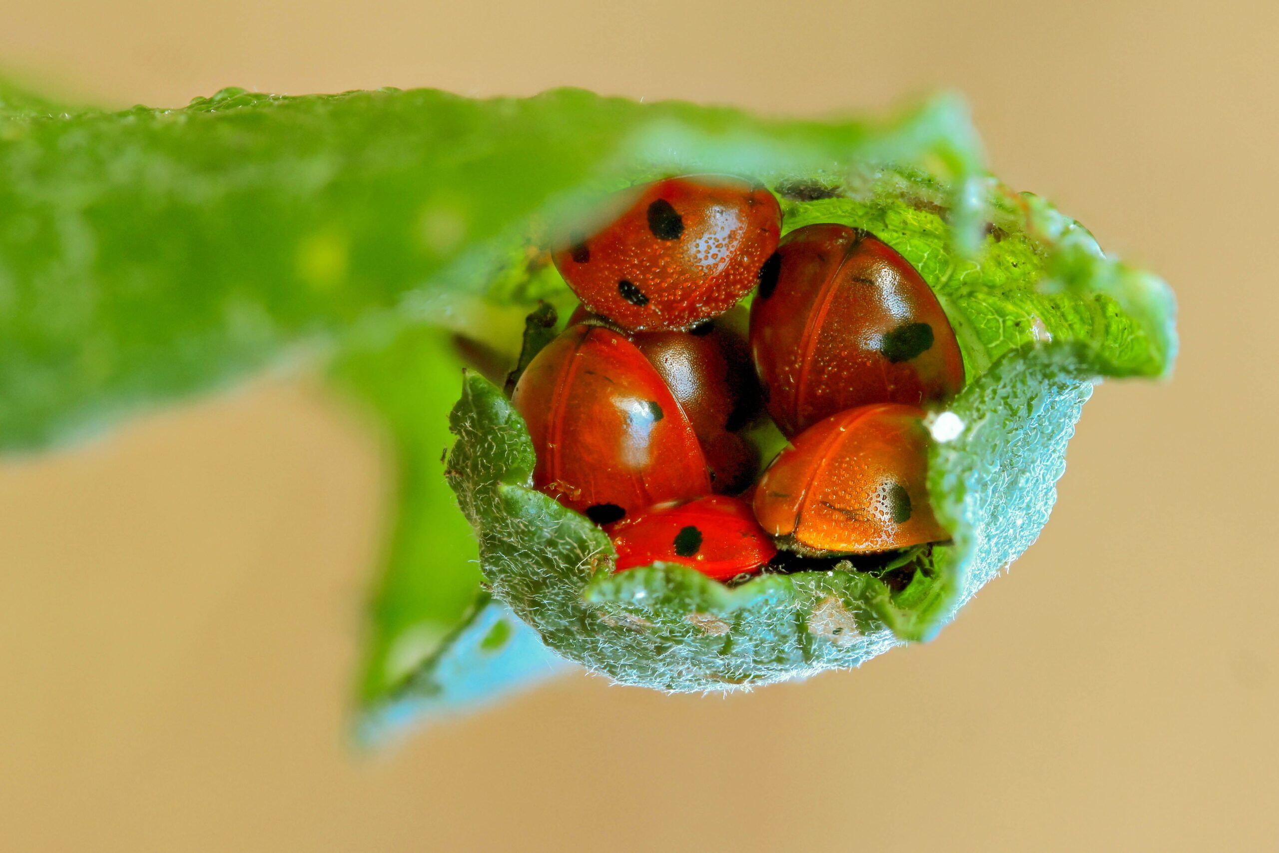 Mehrere Marienkäfer kuscheln sich in einem eingerollten Blatt zusammen.