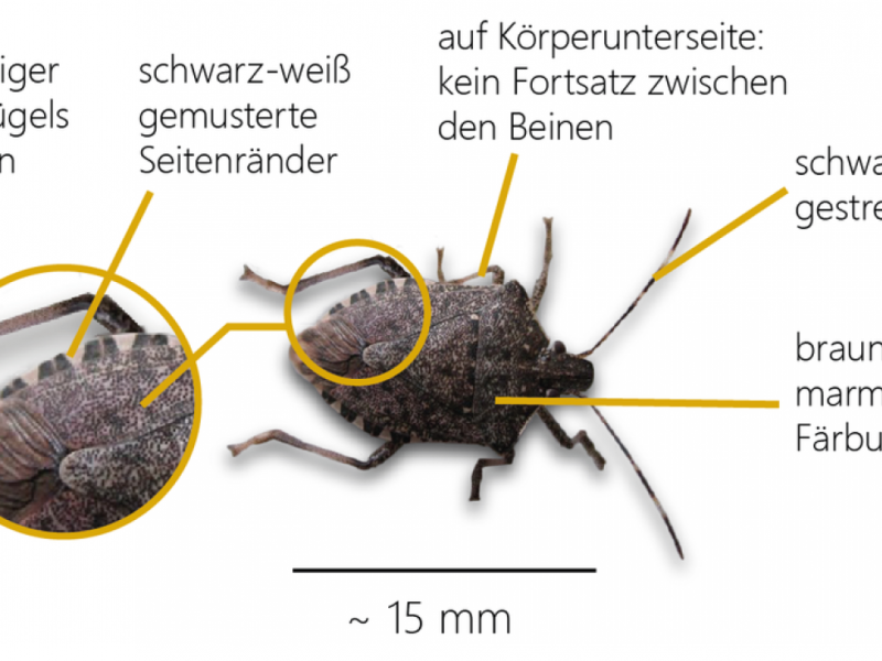 Marmorierte Baumwanze