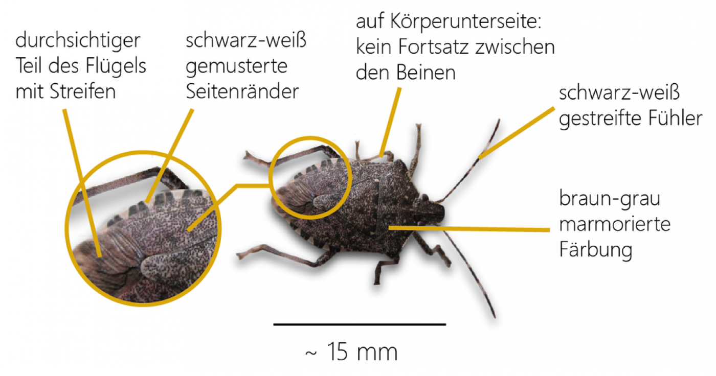 Marmorierte Baumwanze