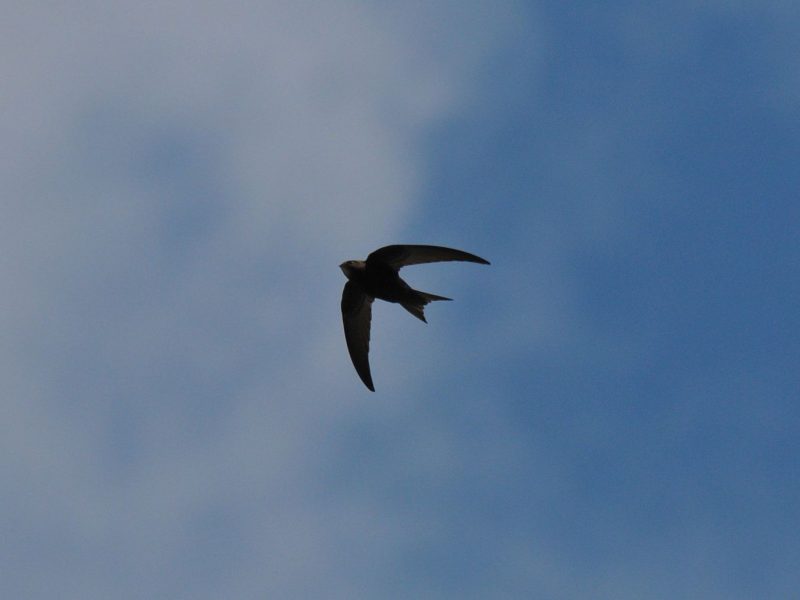 Mauersegler am Himmel