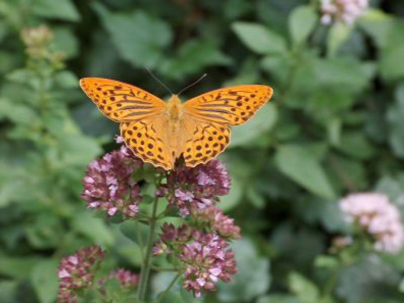 Schmetterling auf Blüte