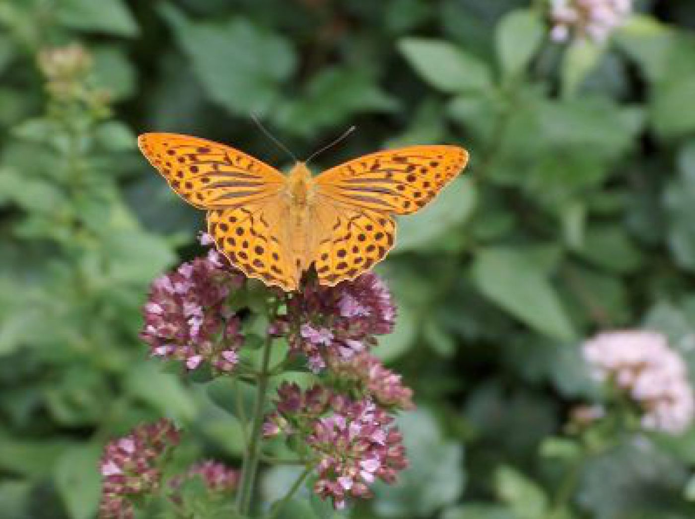 Schmetterling auf Blüte
