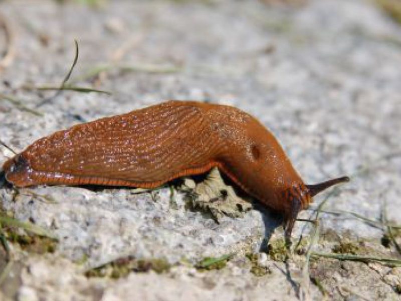 Nacktschnecke auf einem Stein