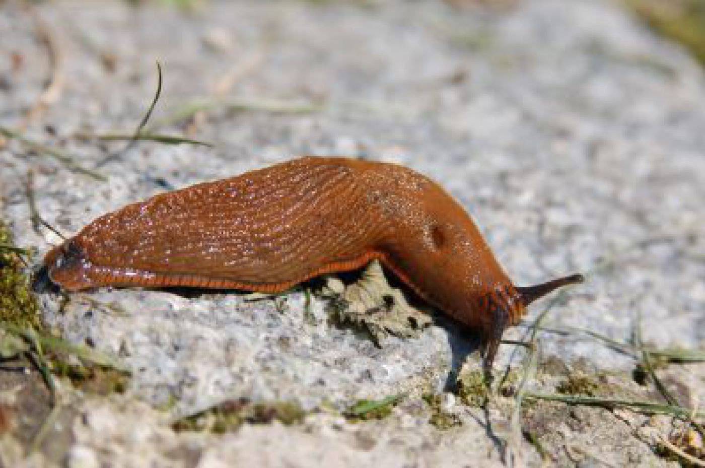 Nacktschnecke auf einem Stein