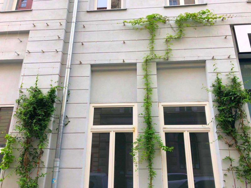 Rankhilfe für Kletterpflanzen