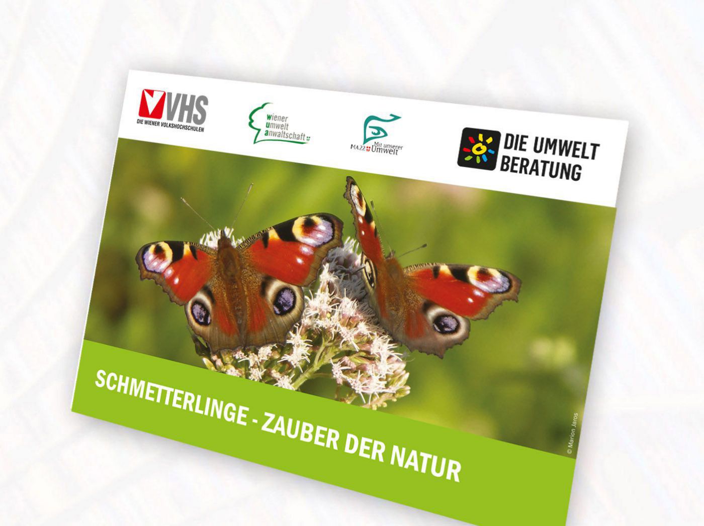 Cover Schmetterlingsposter
