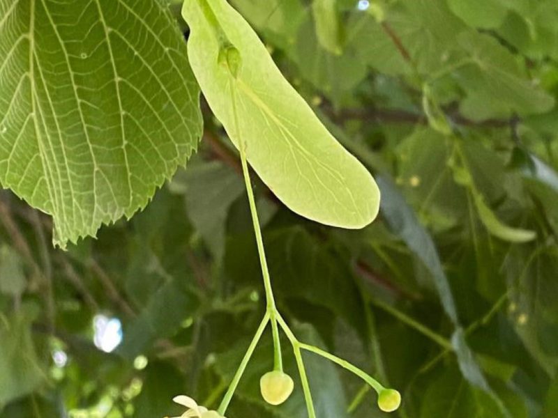 Blatt einer Sommerlinde mit Blüte