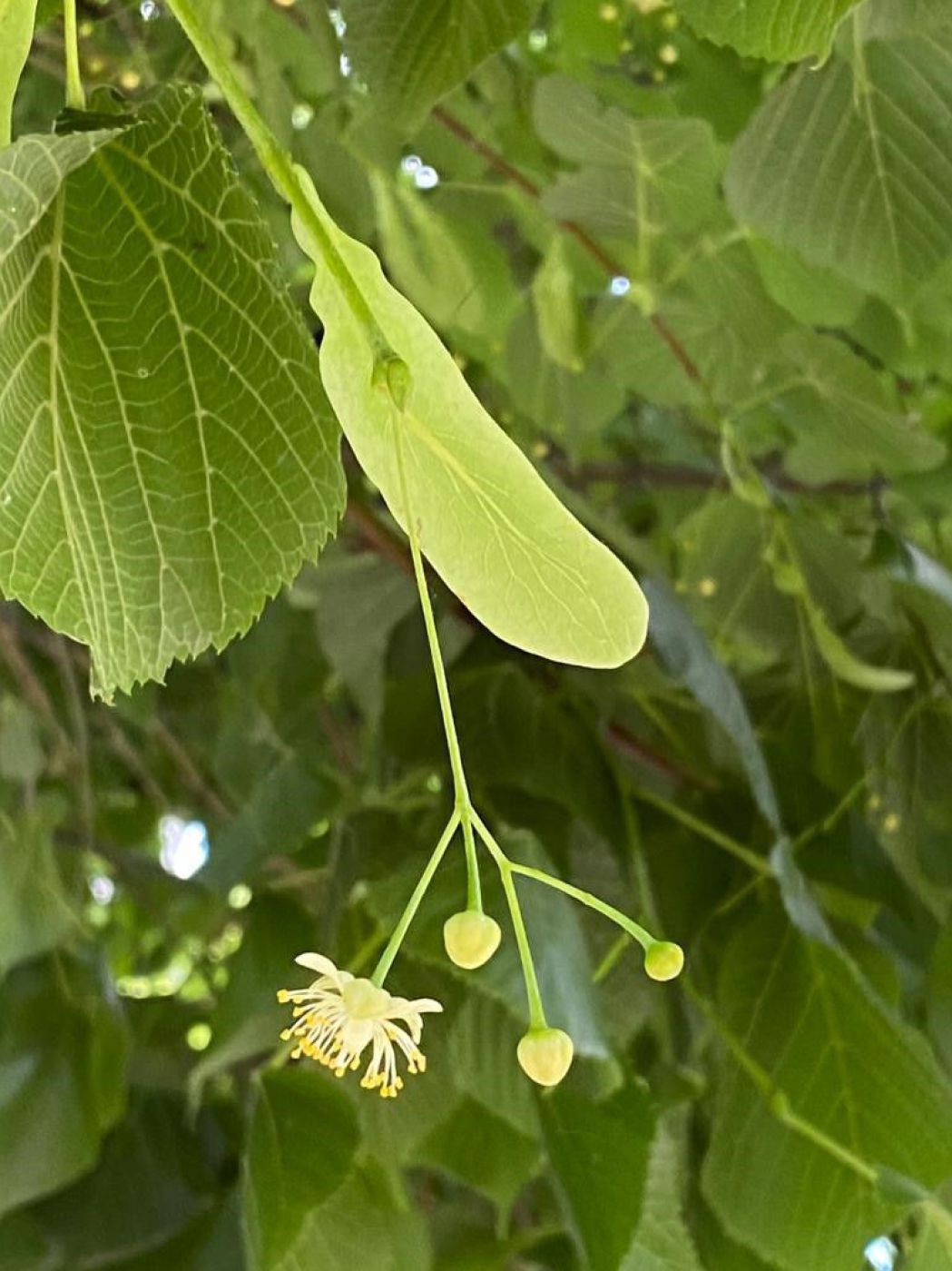 Blatt einer Sommerlinde mit Blüte
