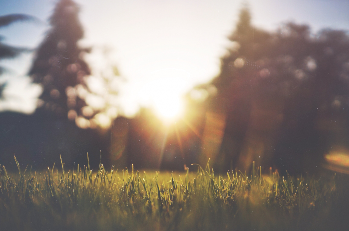 Sonne zwischen Bäumen