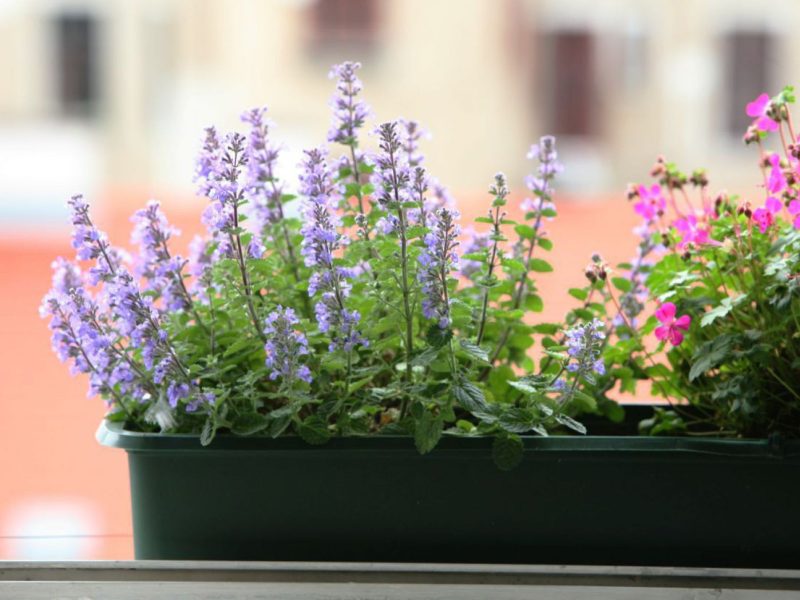 Blühende Pflanzen in einem Blumenkisterl in der Stadt