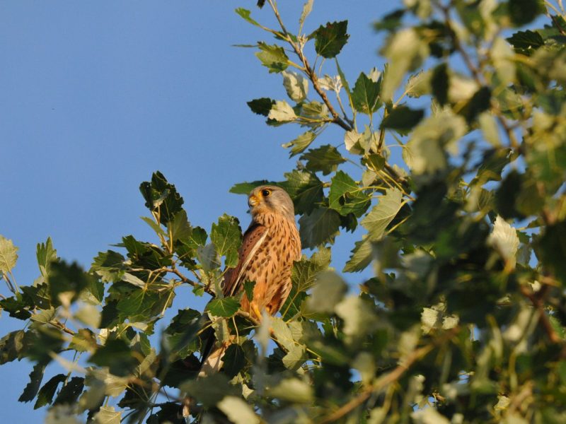 turmfalke5_c_ferdinand_schmeller_ma22