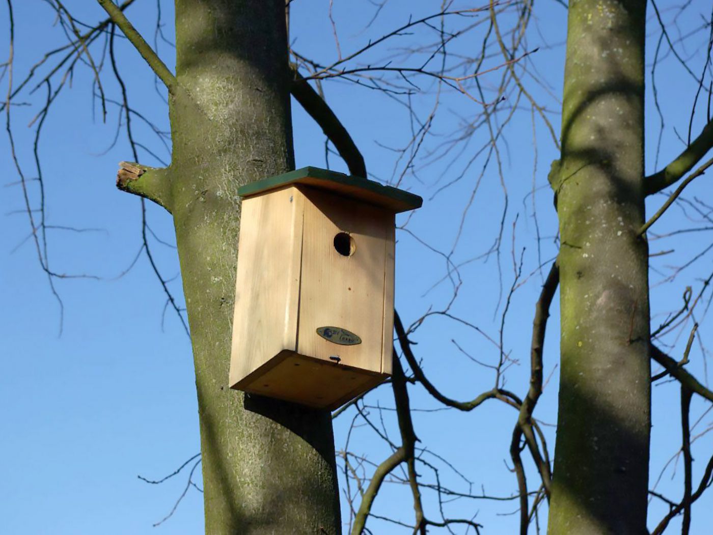 Meisennistkasten auf Baum