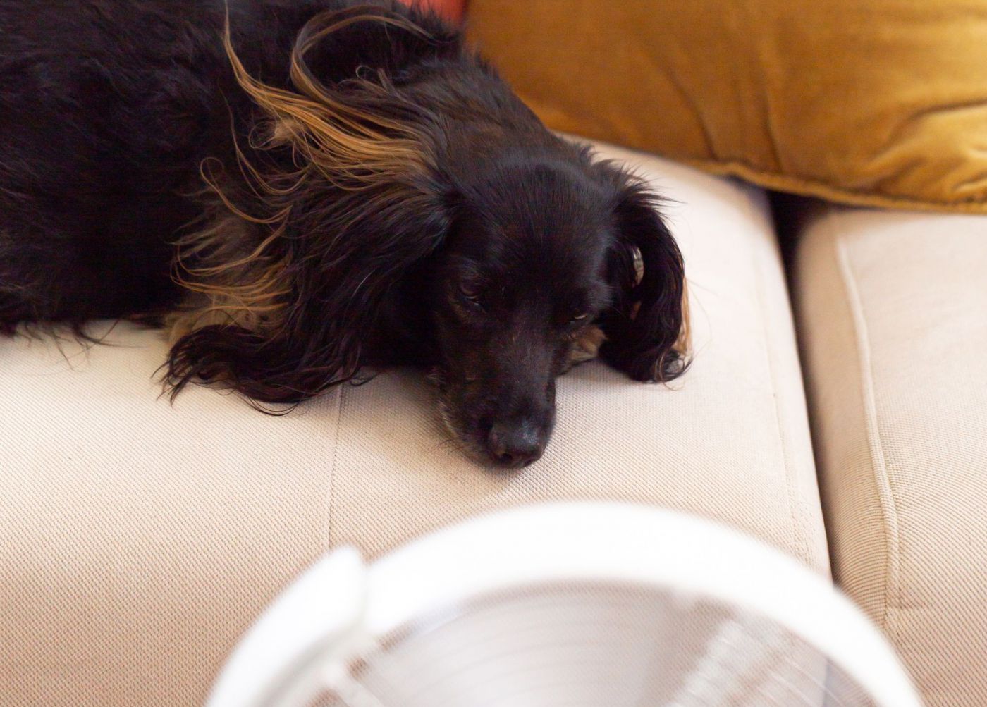 Hund vor Ventilator