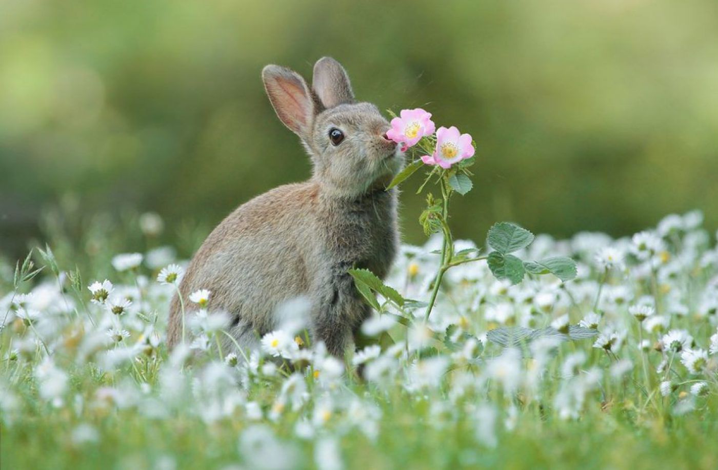 Wildkaninchen mit Rose