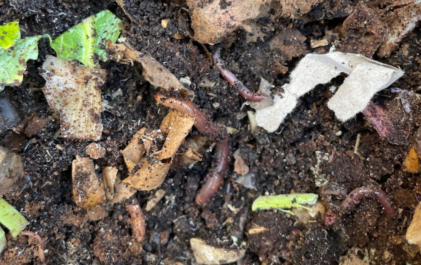 Inneres einer Wurmkiste mit Regenwürmern